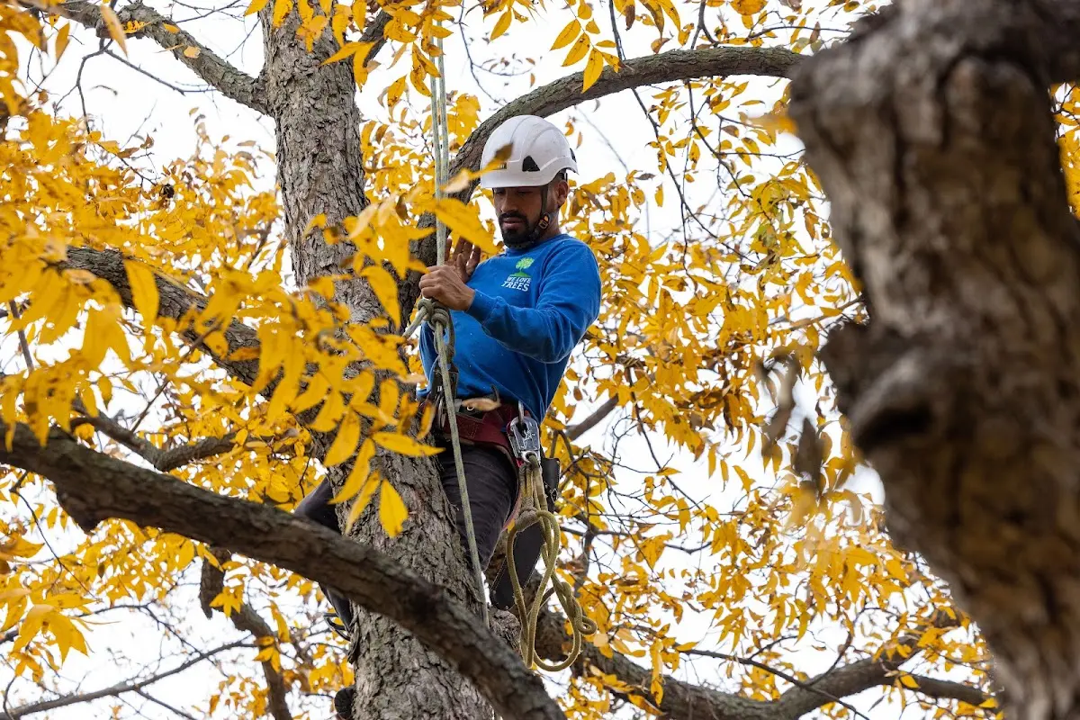Skilled Tree Planing crew working in Odessa