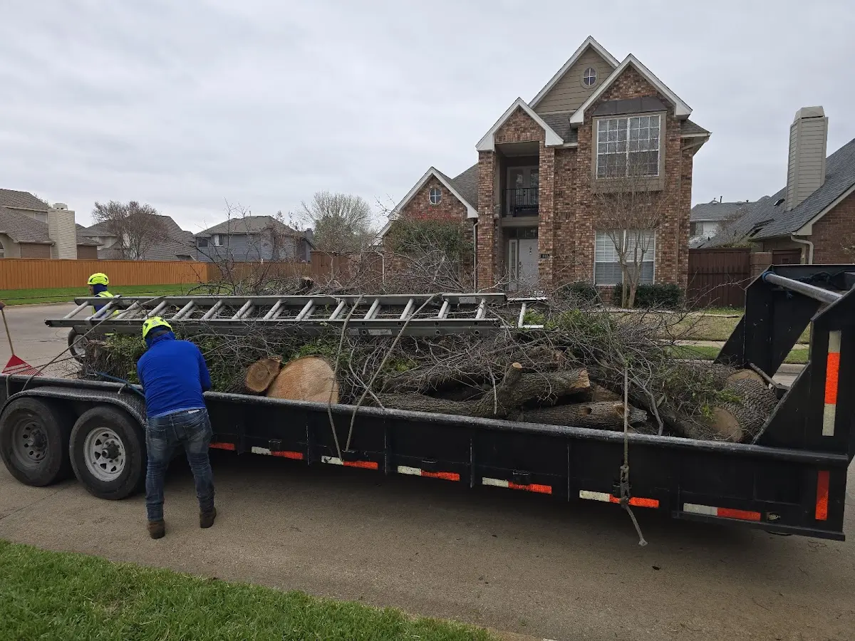 Expert Tree Removal with proper safety equipment in Odessa